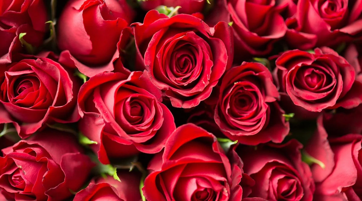 معنی گل رز قرمز