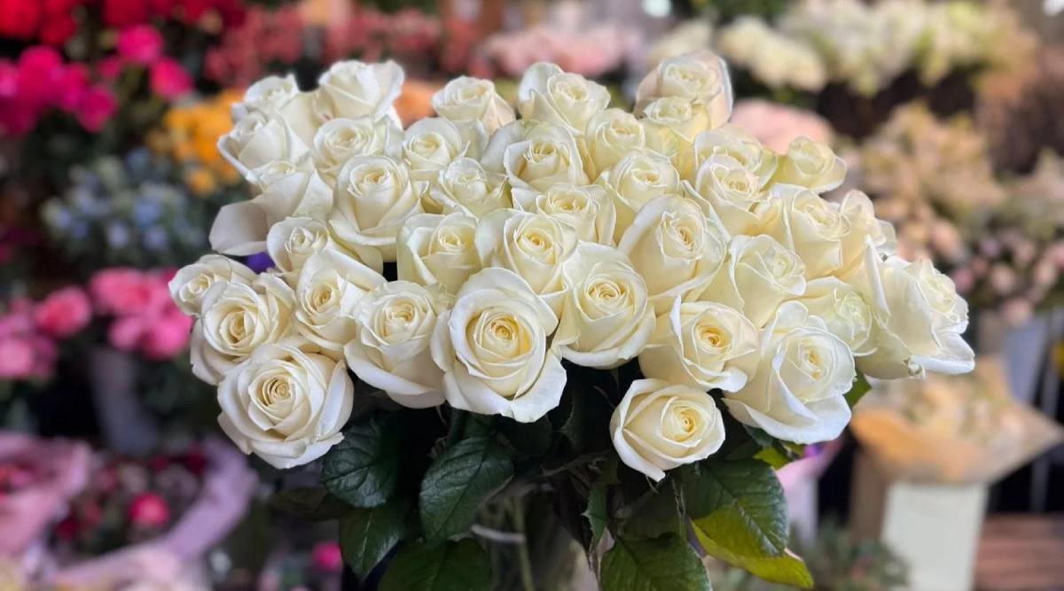 معنی گل رز سفید